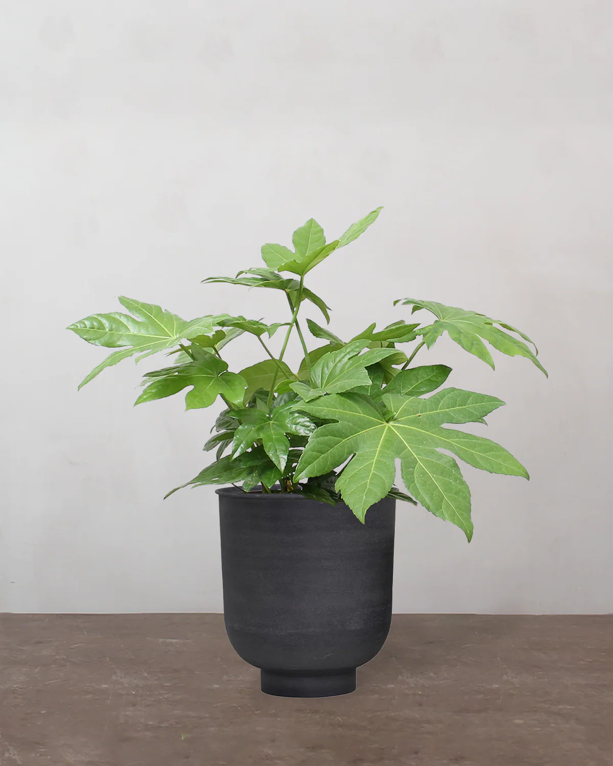 Fatsia, Fatsia japonica - 50-70 cm - Image 7