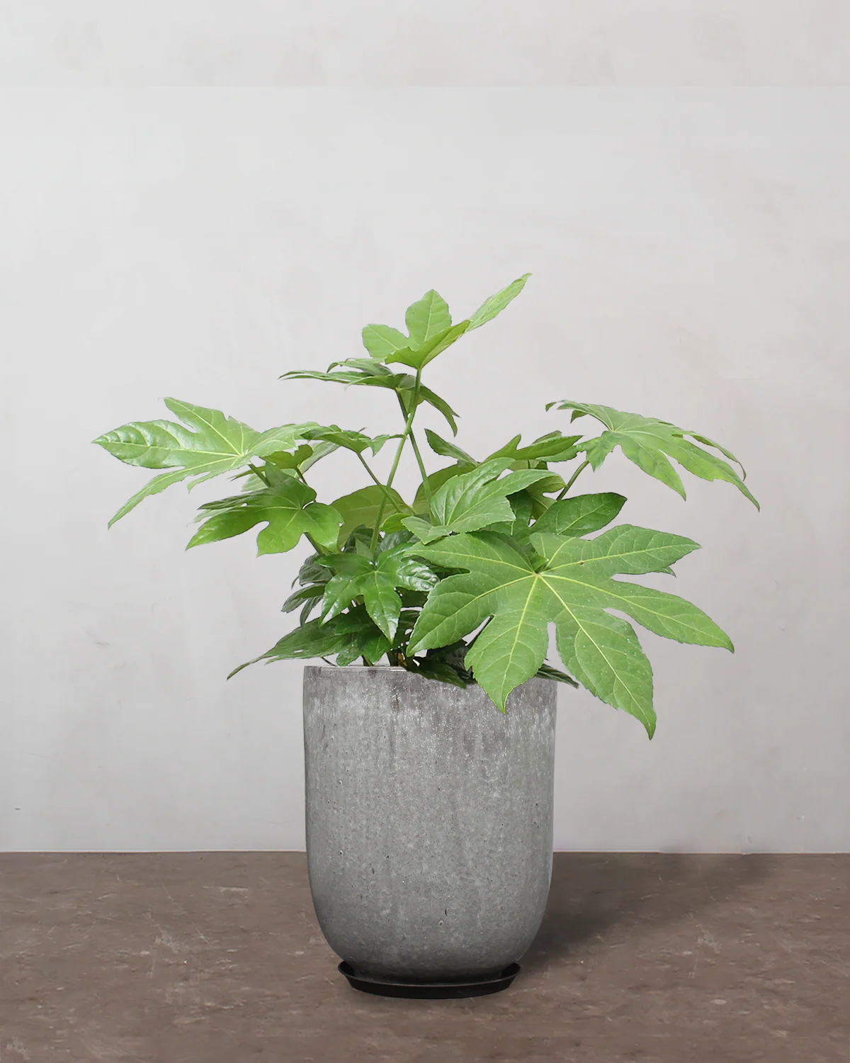 Fatsia, Fatsia japonica - 50-70 cm - Image 8