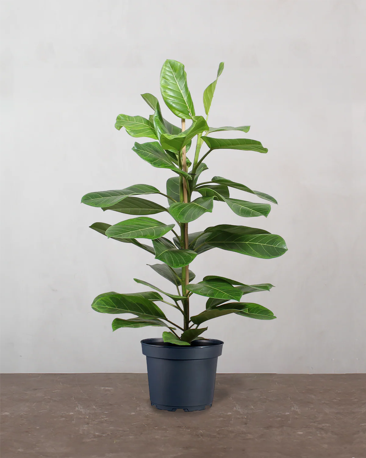 Ficus Altissima - 90-110 cm