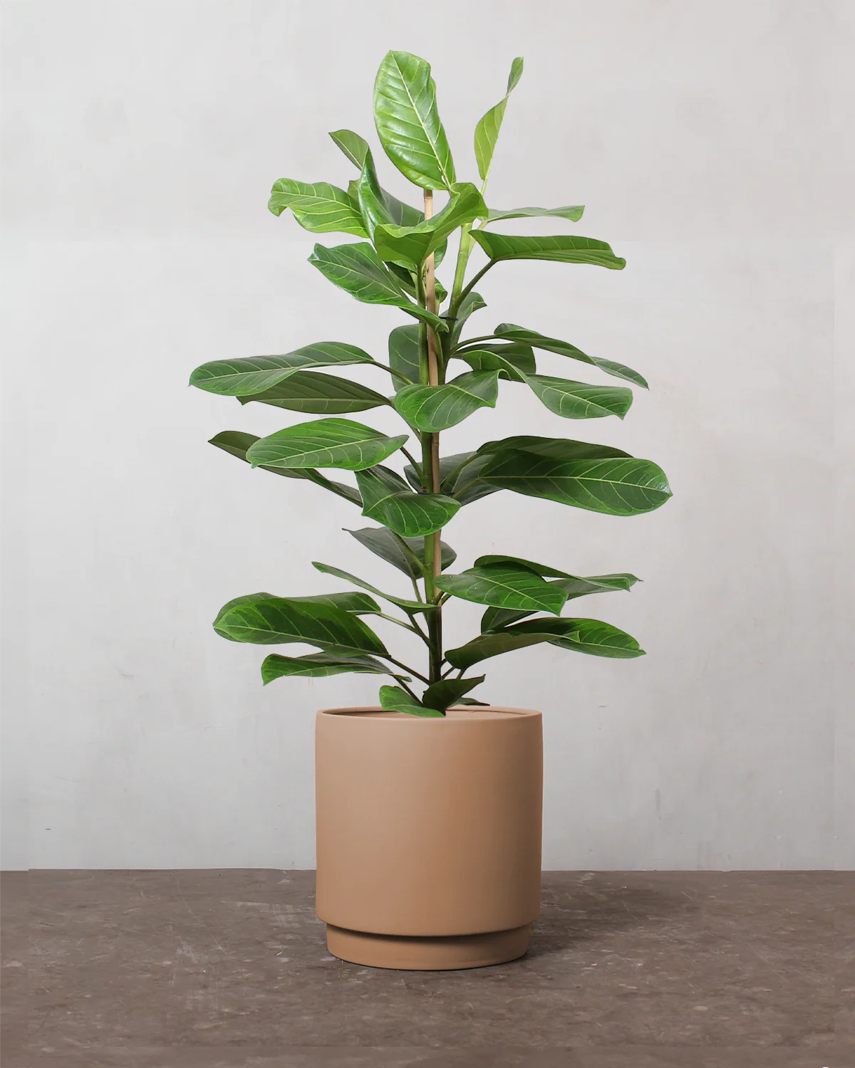 Ficus Altissima - 90-110 cm - Image 3