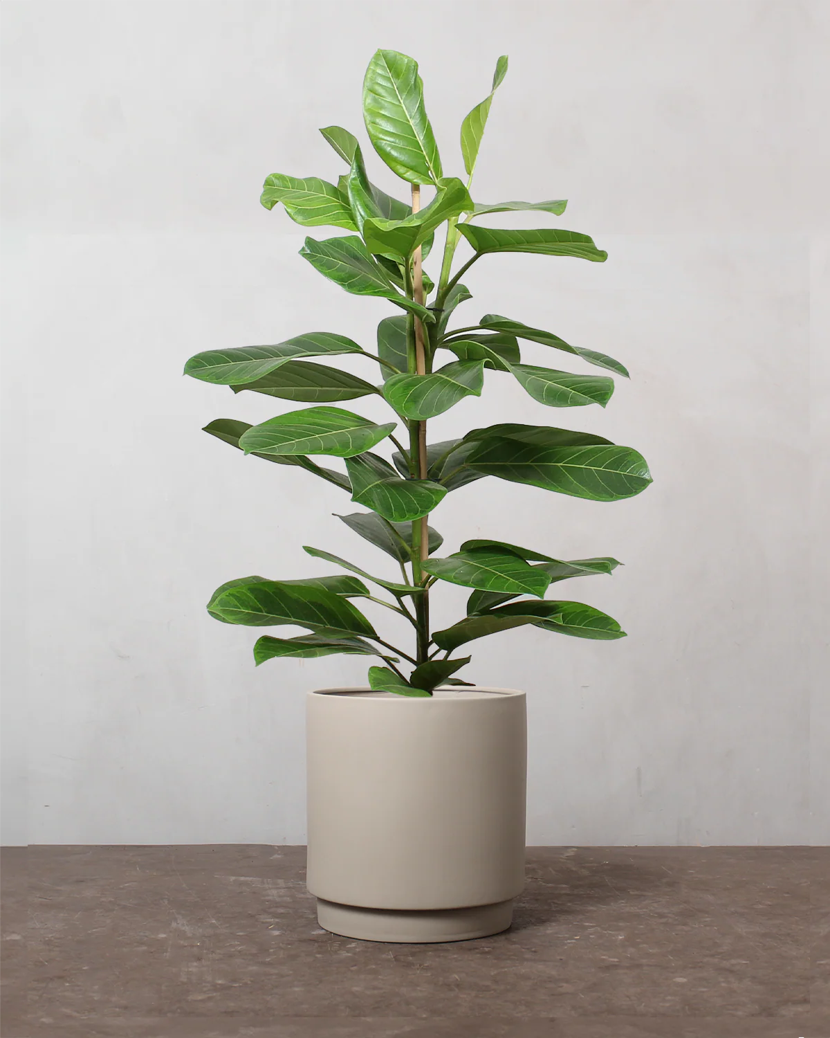 Ficus Altissima - 90-110 cm - Image 4
