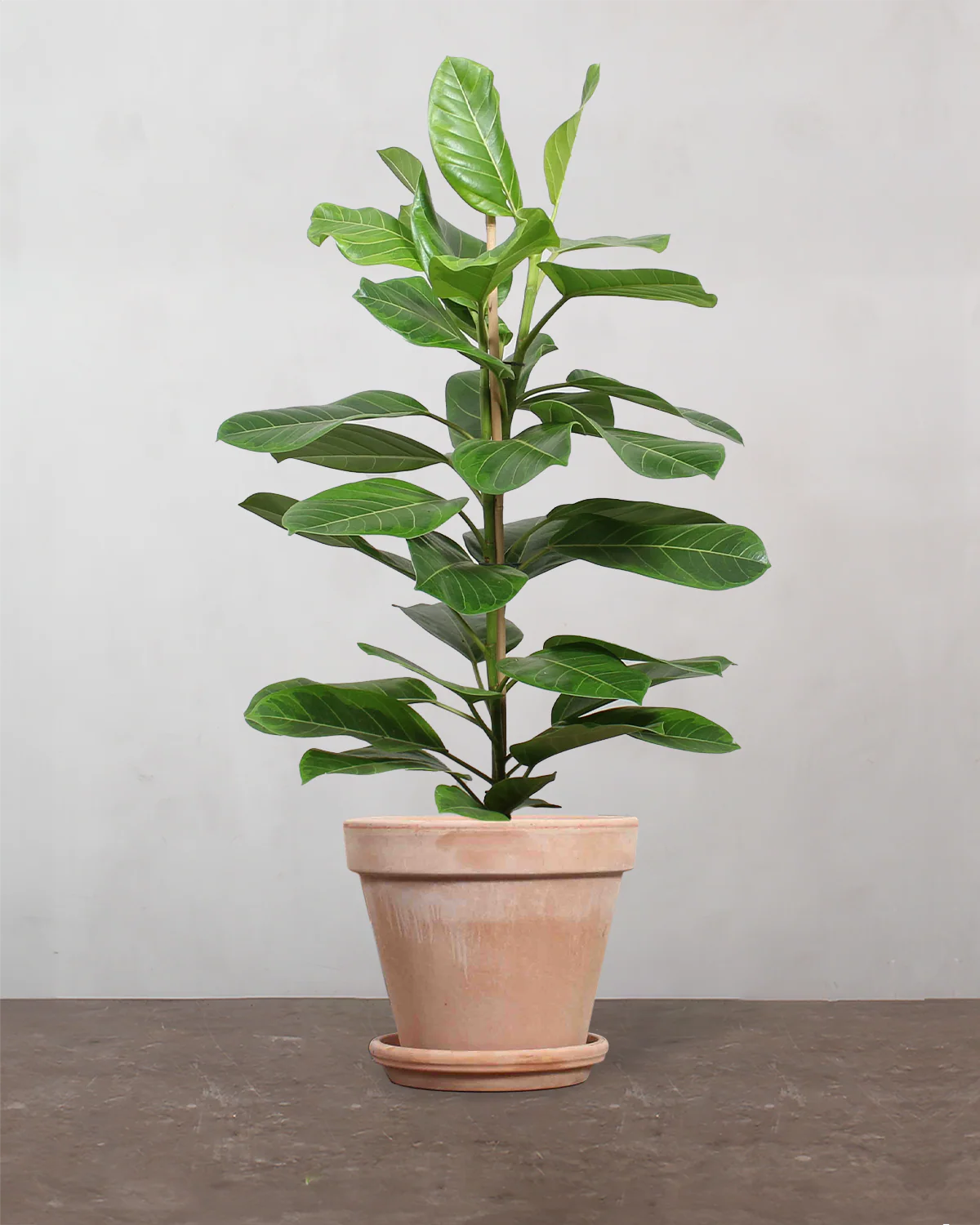 Ficus Altissima - 90-110 cm - Image 6