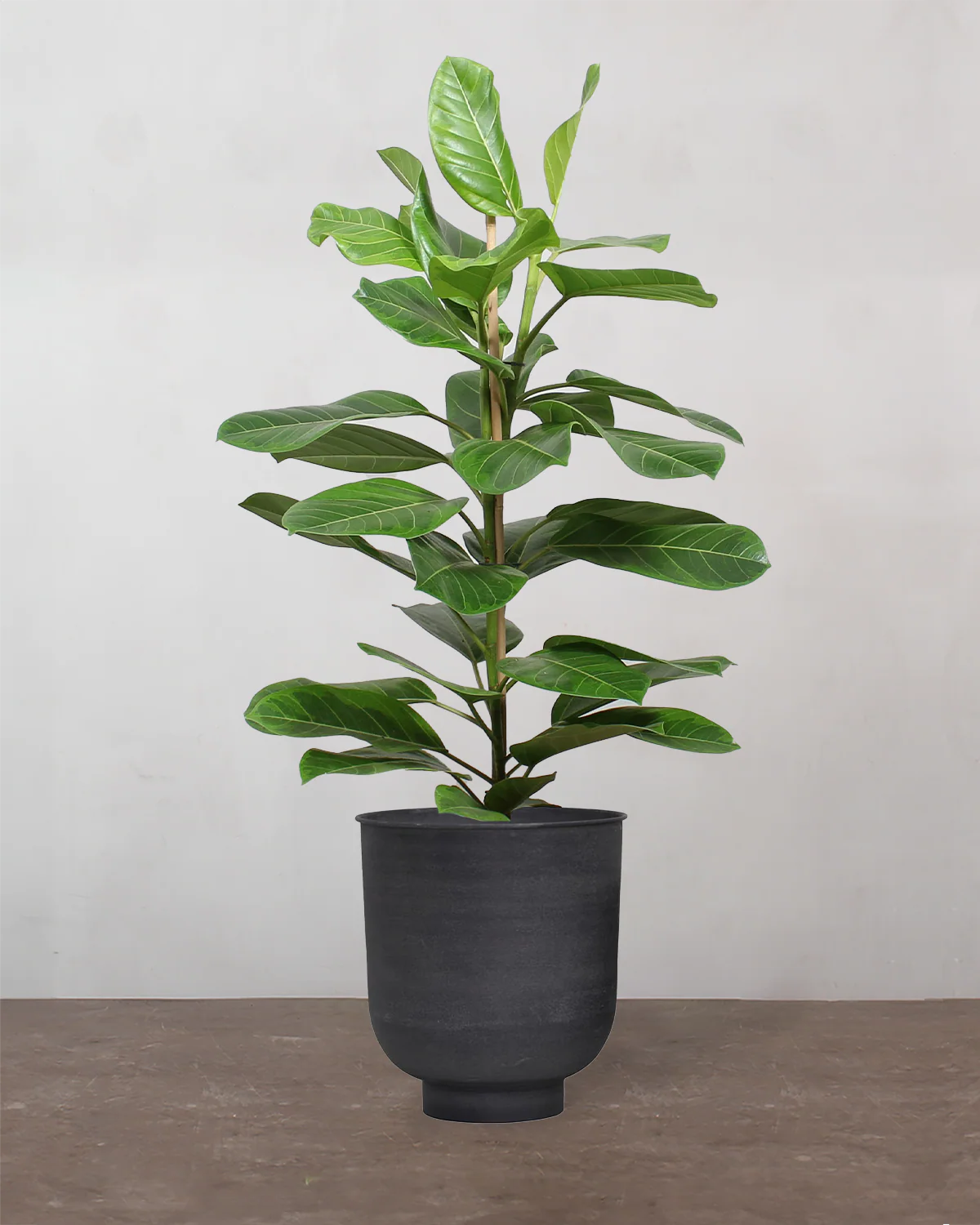 Ficus Altissima - 90-110 cm - Image 7