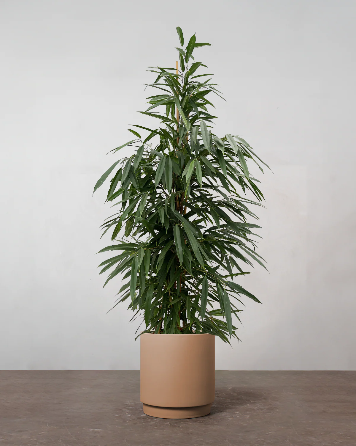 Busket Ficus Amstel King - 180-200 cm - Image 4