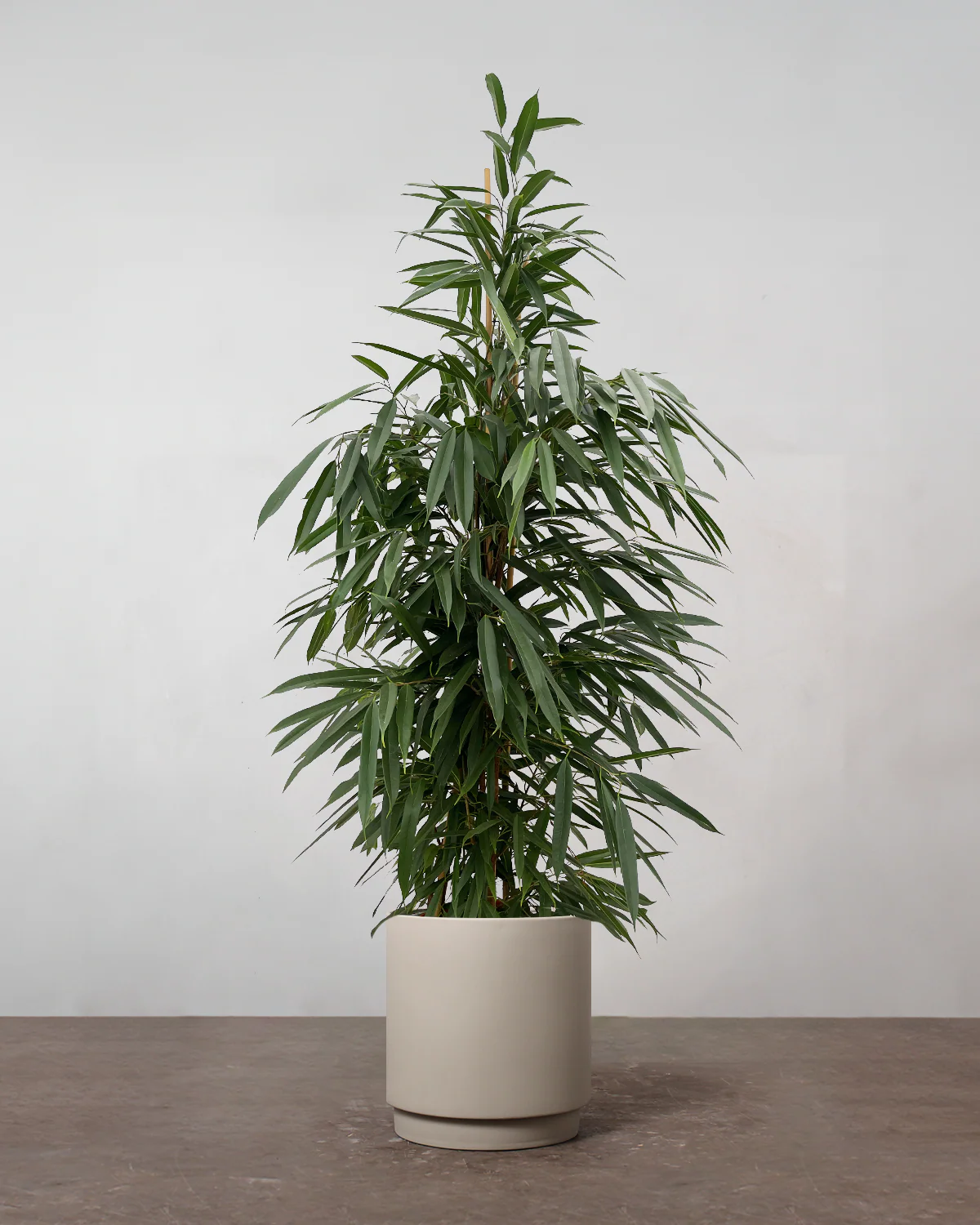 Busket Ficus Amstel King - 180-200 cm - Image 5