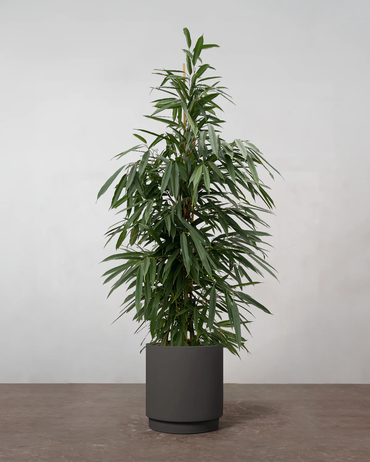 Busket Ficus Amstel King - 180-200 cm - Image 6