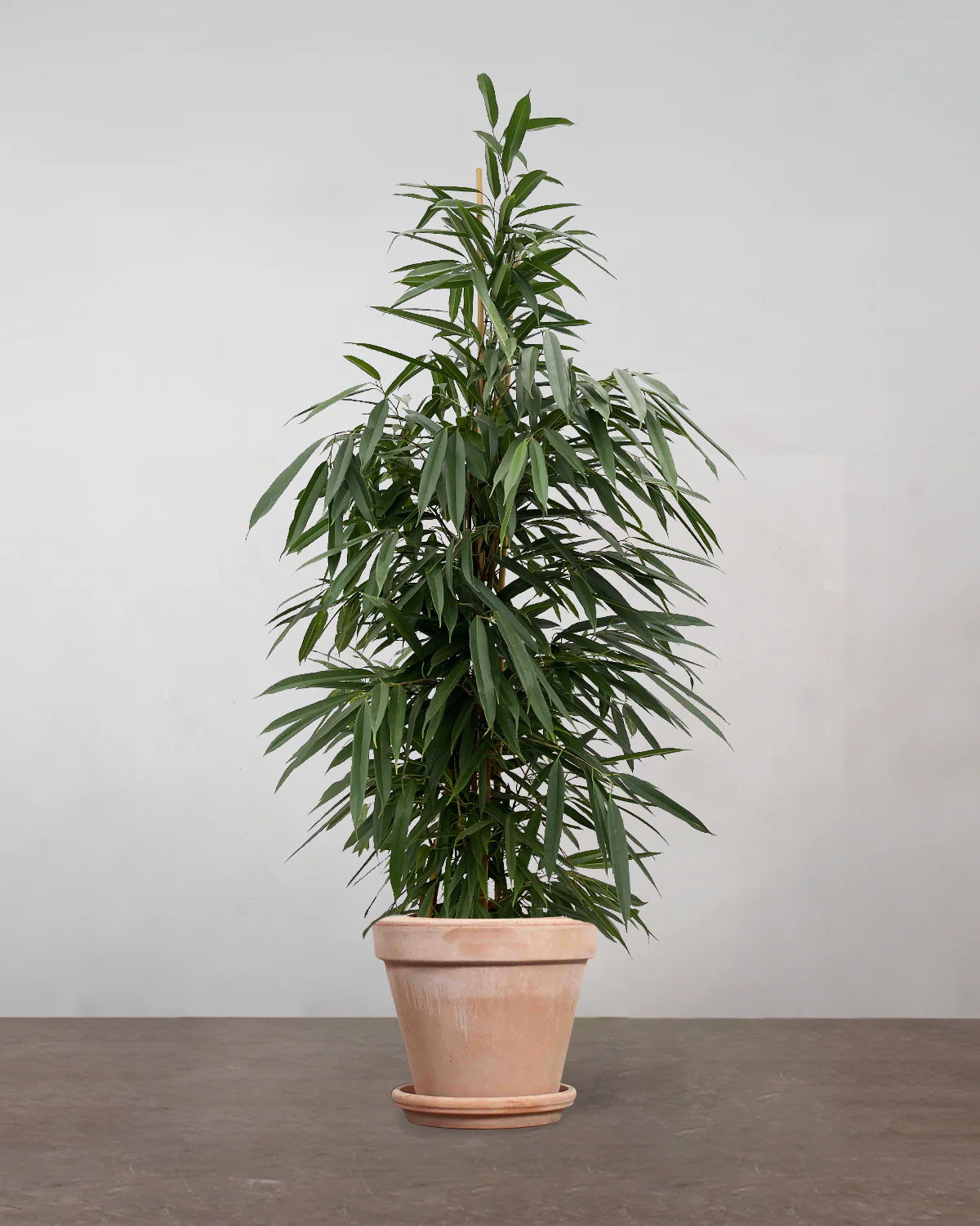 Busket Ficus Amstel King - 180-200 cm - Image 7
