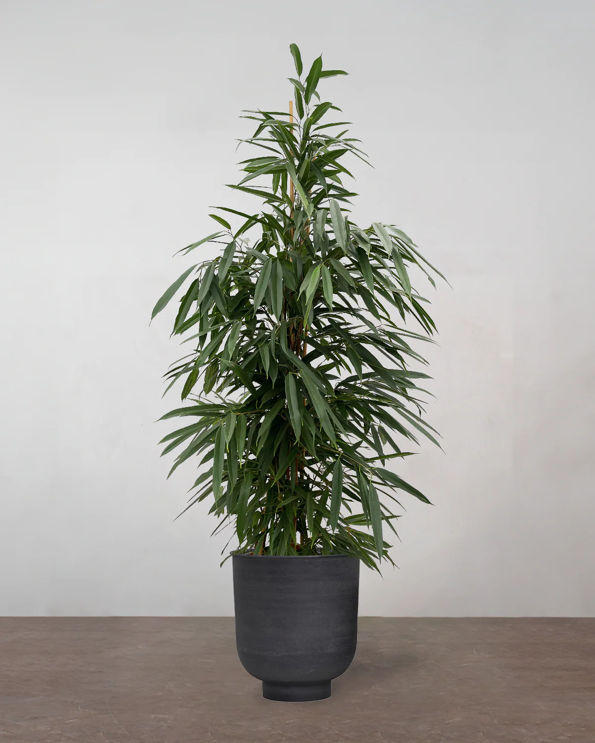 Busket Ficus Amstel King - 180-200 cm - Image 8
