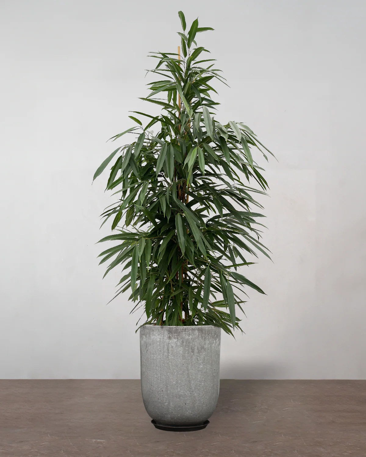 Busket Ficus Amstel King - 180-200 cm - Image 9