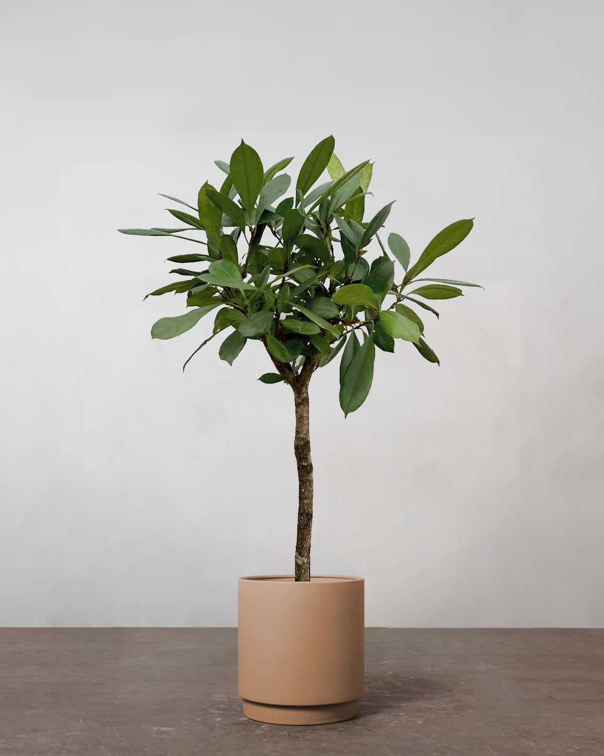 Ficus Cyathistipula - 140-160 cm - Image 3
