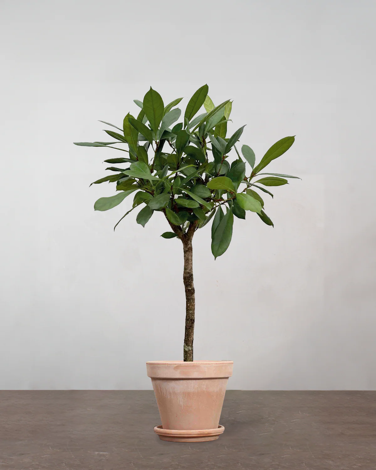 Ficus Cyathistipula - 140-160 cm - Image 6