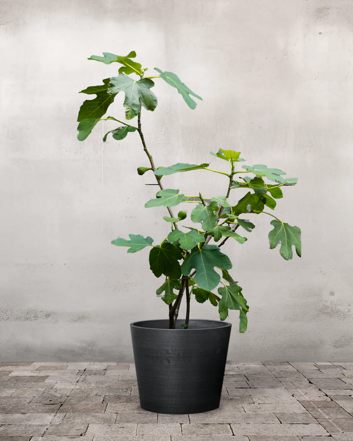 Figentræ, Ficus carica - 40-60 cm - Image 3