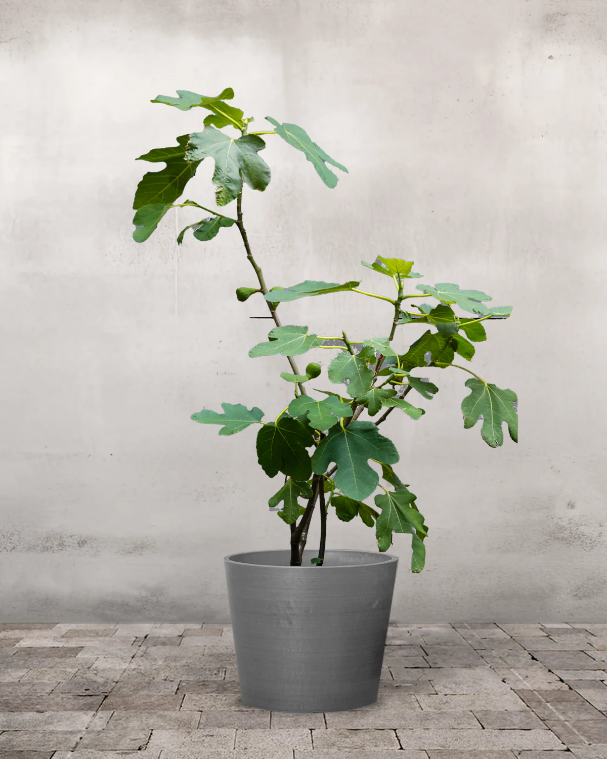Figentræ, Ficus carica - 40-60 cm - Image 4