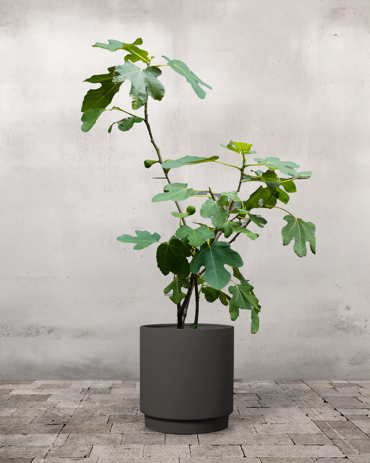 Figentræ, Ficus carica - 40-60 cm - Image 5