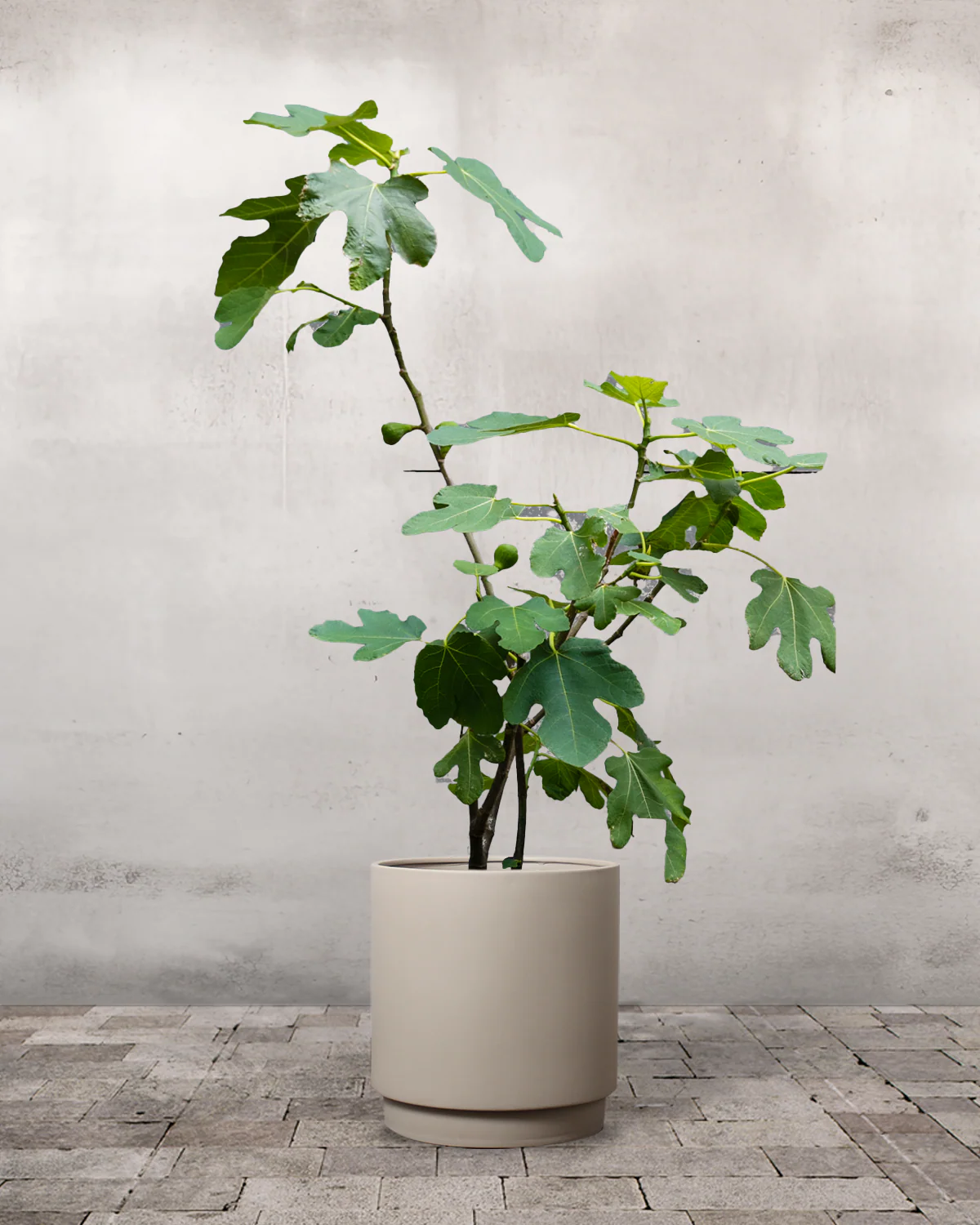Figentræ, Ficus carica - 40-60 cm - Image 6