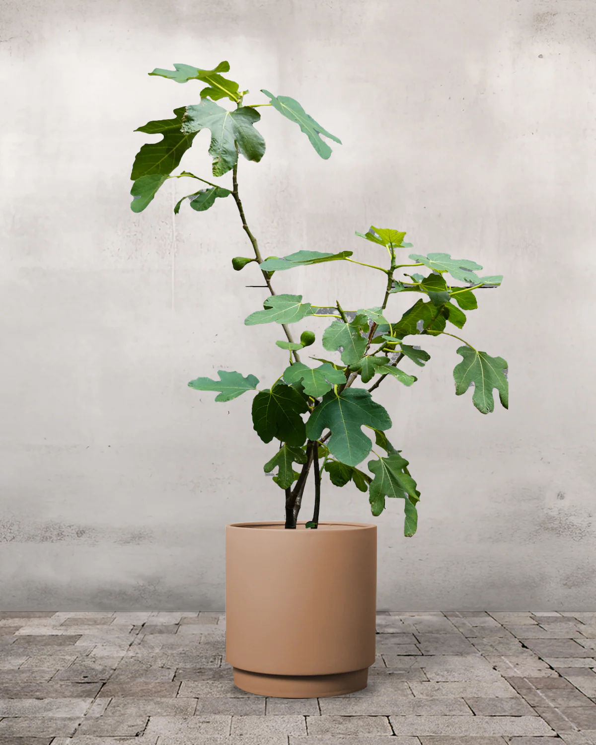 Figentræ, Ficus carica - 40-60 cm - Image 7