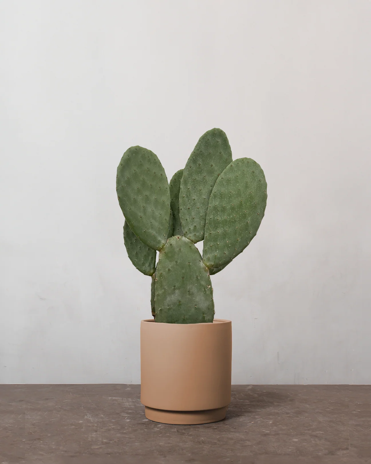 Figenkaktus, Opuntia Ficus Indica - 50-70 cm - Image 2