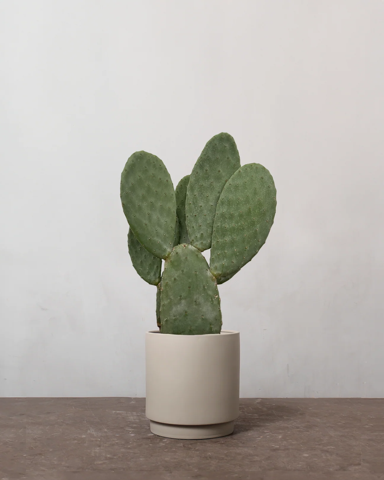 Figenkaktus, Opuntia Ficus Indica - 50-70 cm - Image 3