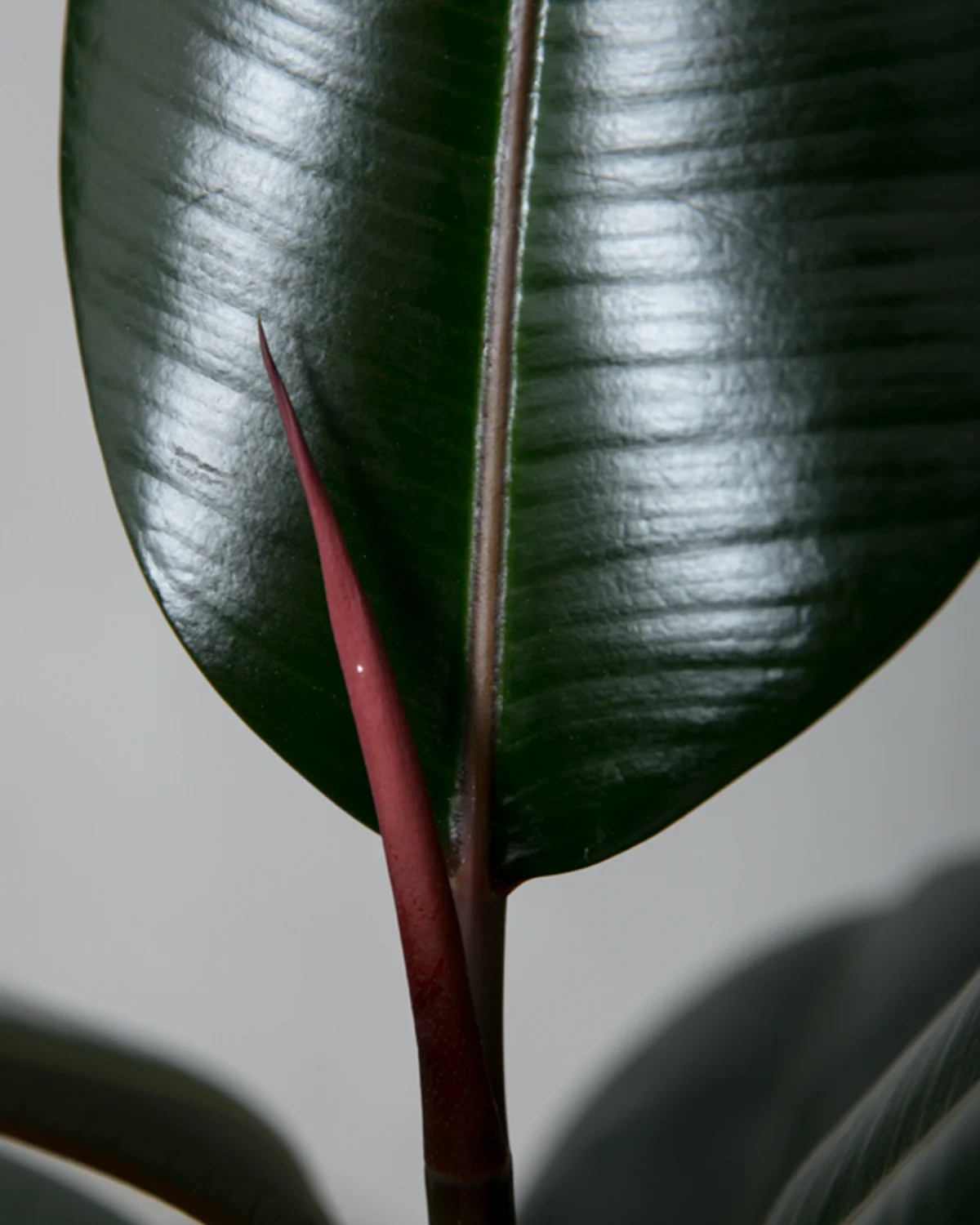 Mørkbladet Gummitræ, Ficus elastica 'Abidjan' - 40-60 cm - Image 2