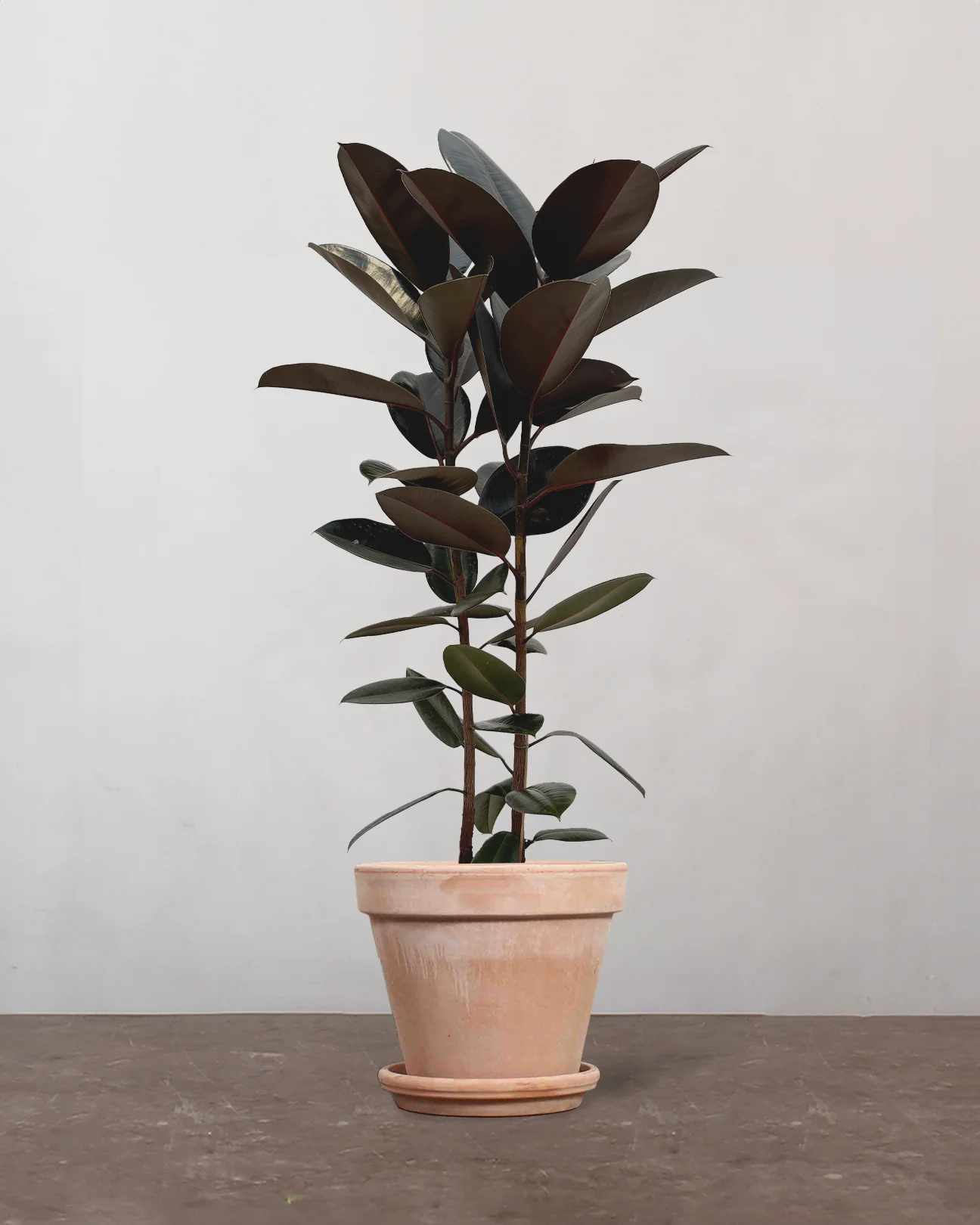 Flergrenet Mørkbladet Gummitræ, Ficus elastica 'Abidjan' - 60-80 cm - Image 6