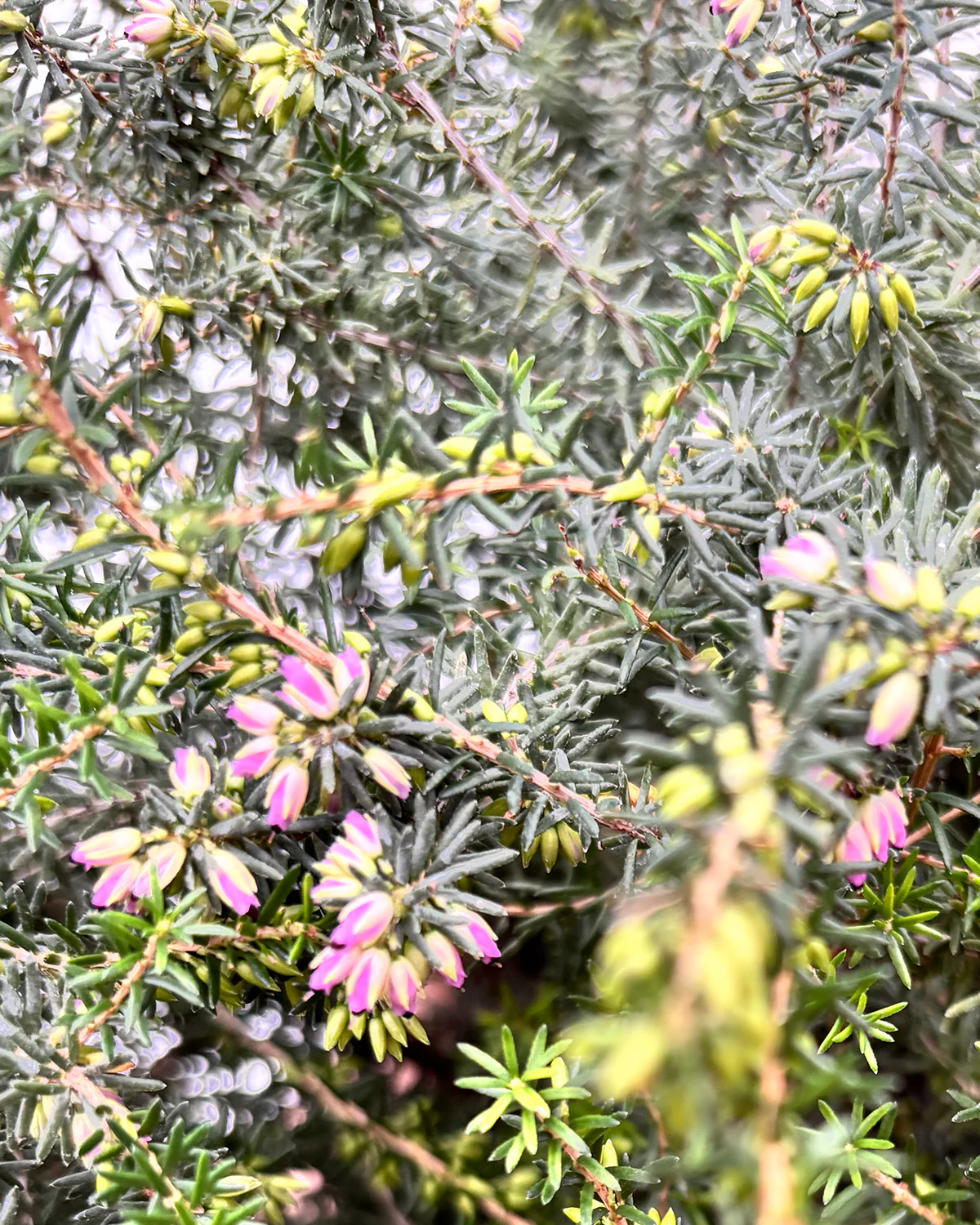 Forårslyng, Erica × darleyensis 'Kramer's Rote' 20-40 cm - Image 2