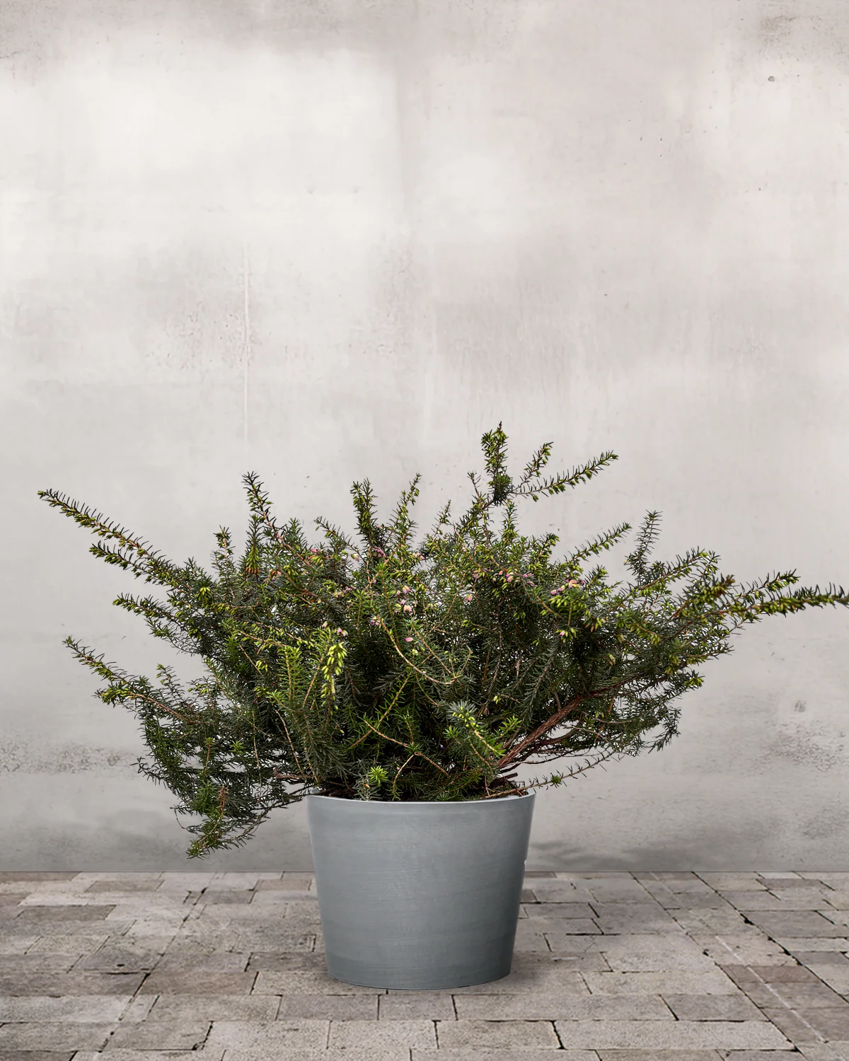 Forårslyng, Erica × darleyensis 'Kramer's Rote' 20-40 cm - Image 3