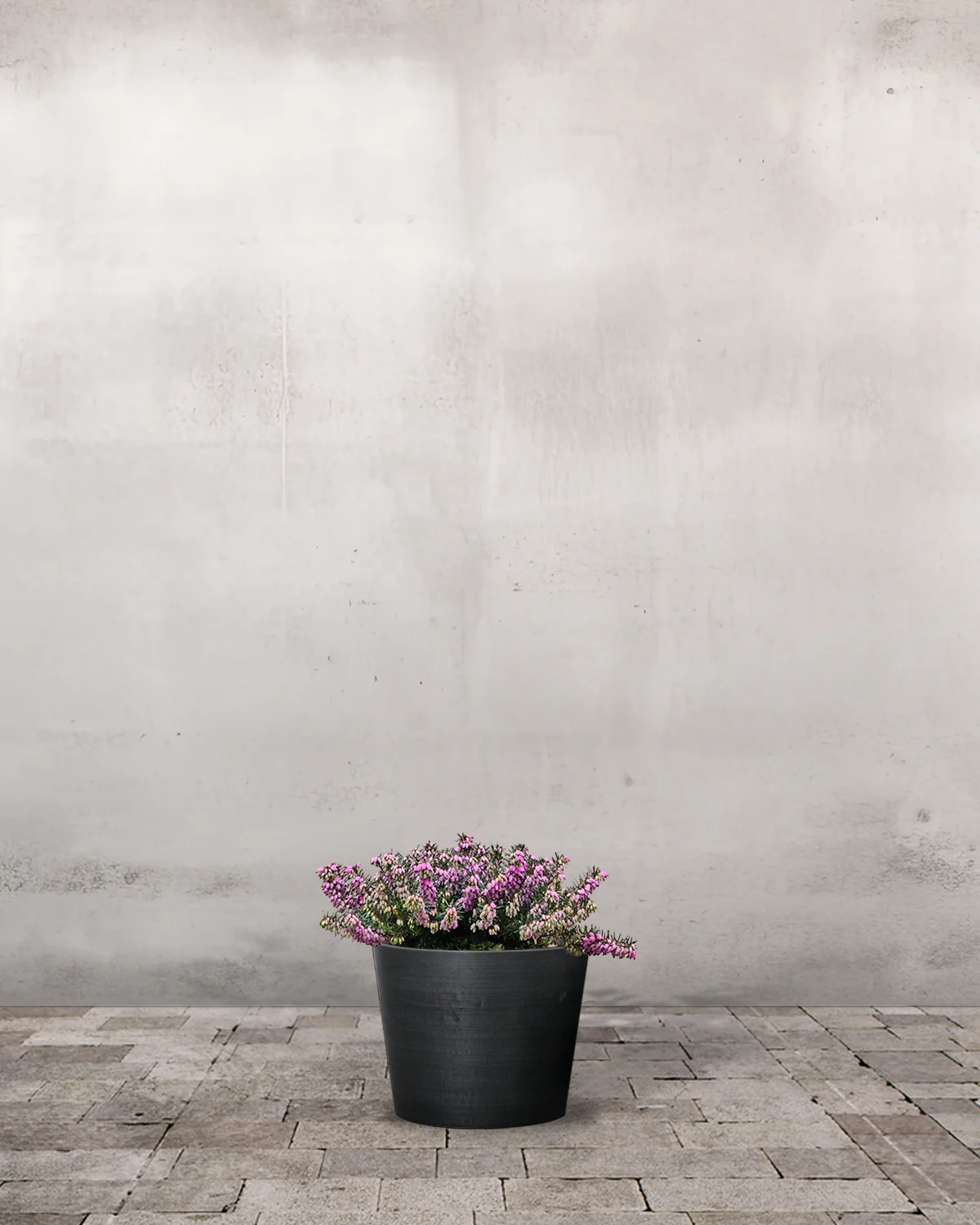 Forårslyng, Erica carnea Pink – 10 cm potte - Image 3