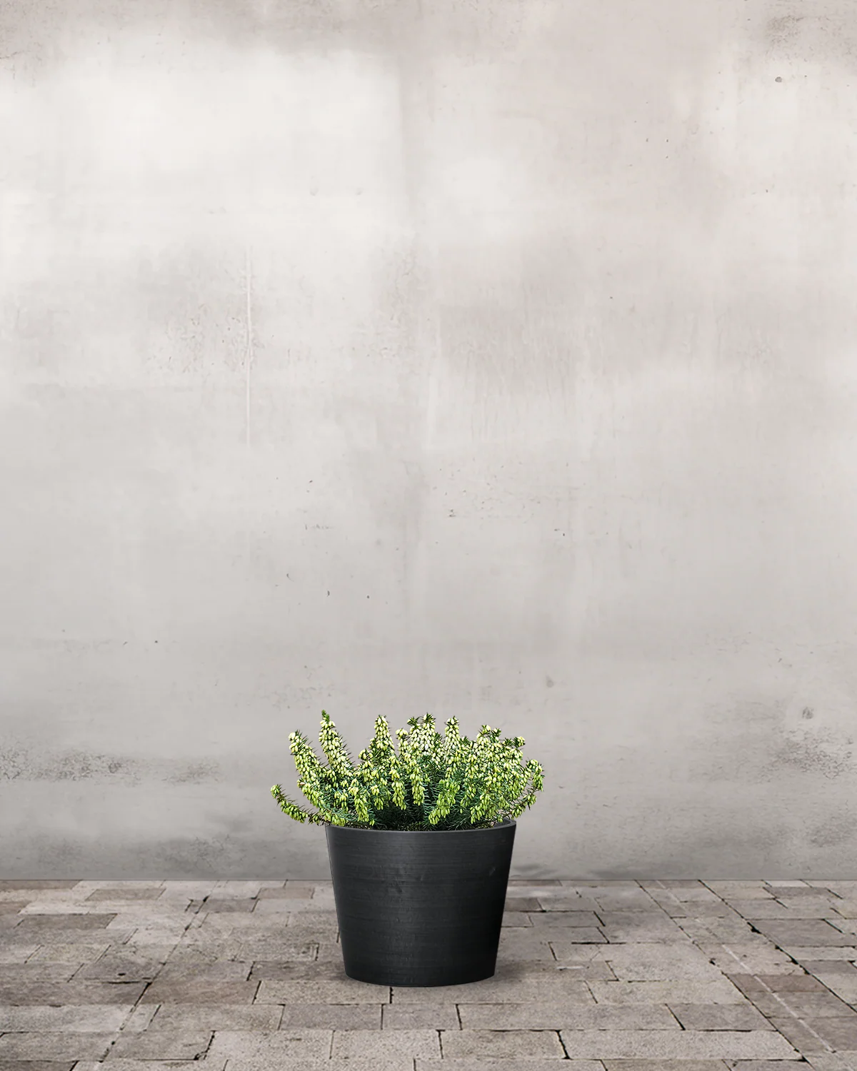 Forårslyng, Erica carnea Hvid – 10 cm potte - Image 4