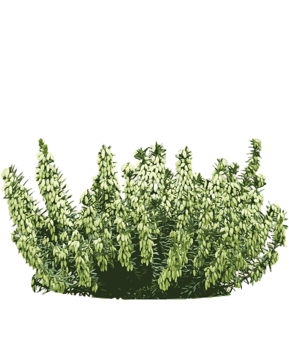 Forårslyng, Erica carnea Hvid – 20-30 cm