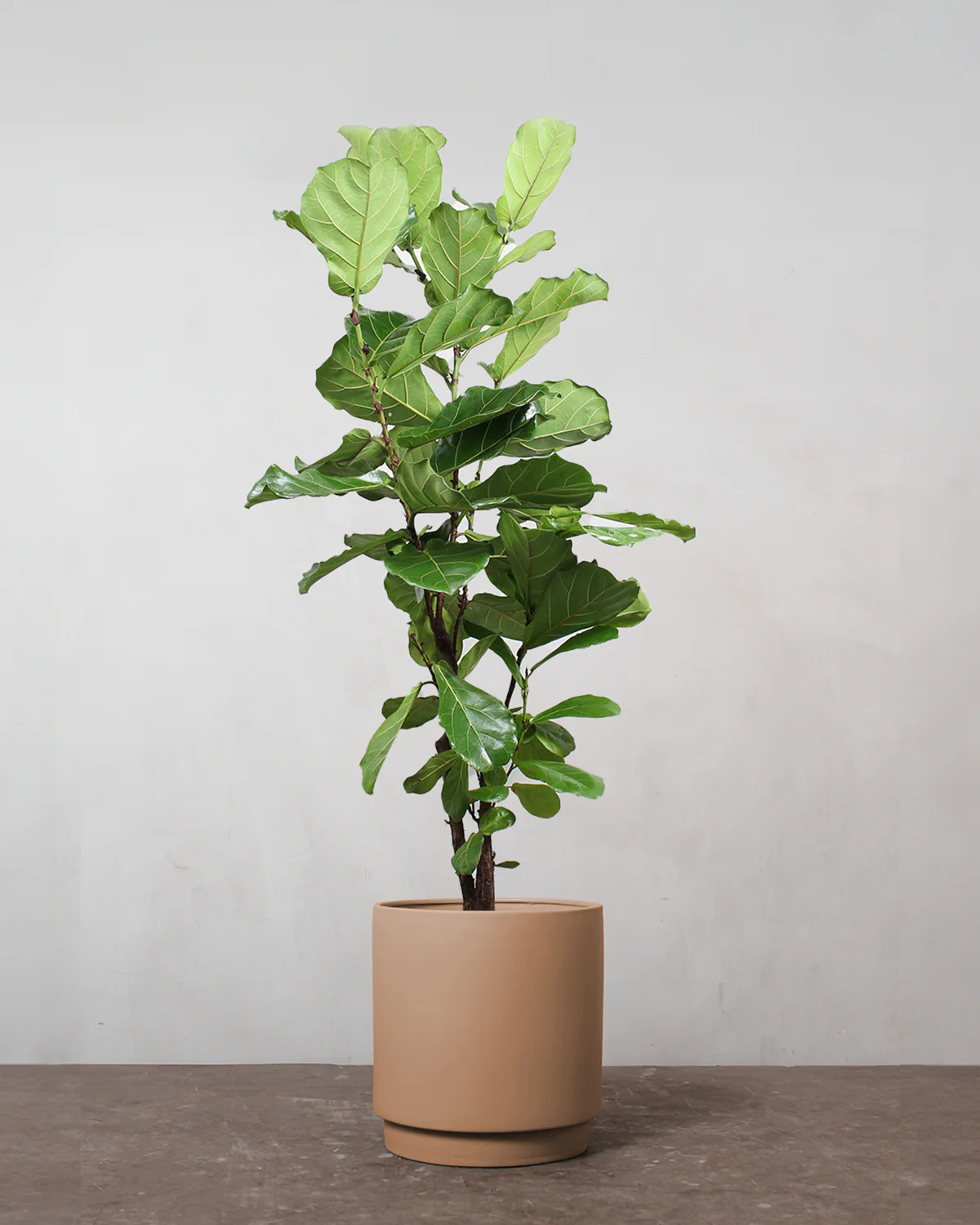 Forgrenet Violinfigen, Ficus lyrata - 130-150 cm - Image 3