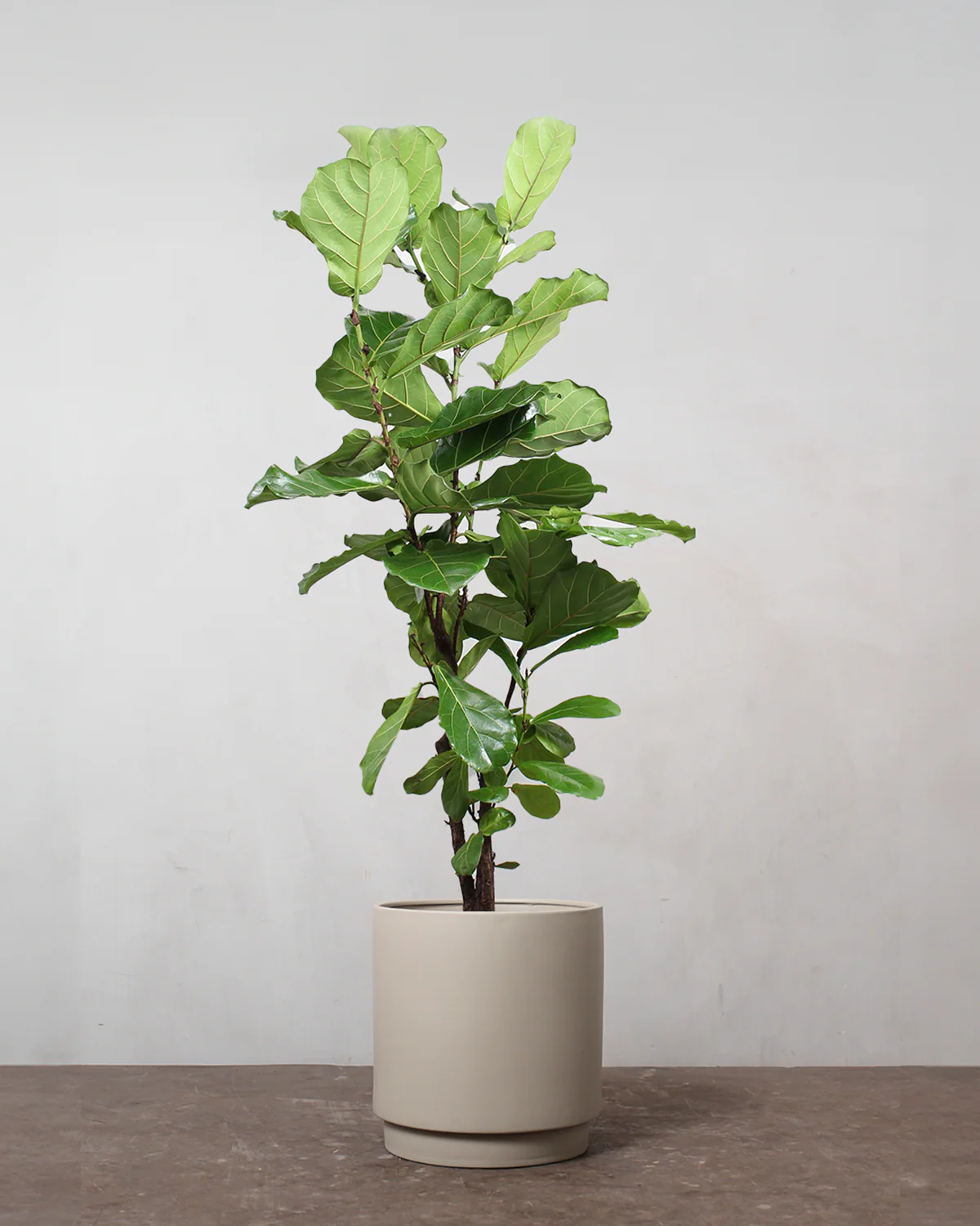 Forgrenet Violinfigen, Ficus lyrata - 130-150 cm - Image 4