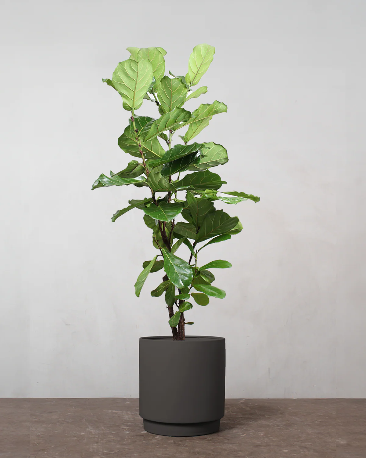 Forgrenet Violinfigen, Ficus lyrata - 130-150 cm - Image 5