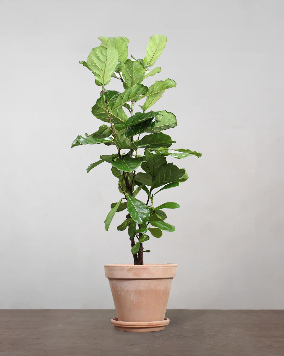 Forgrenet Violinfigen, Ficus lyrata - 130-150 cm - Image 6