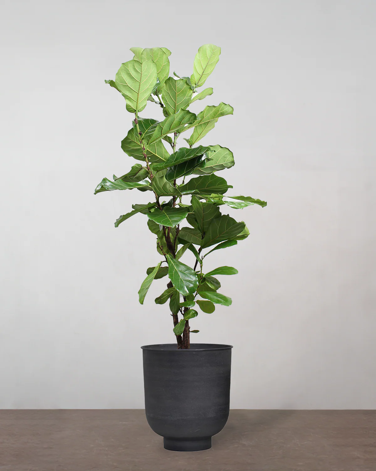 Forgrenet Violinfigen, Ficus lyrata - 130-150 cm - Image 7
