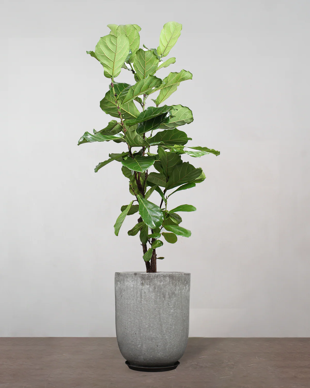 Forgrenet Violinfigen, Ficus lyrata - 130-150 cm - Image 8