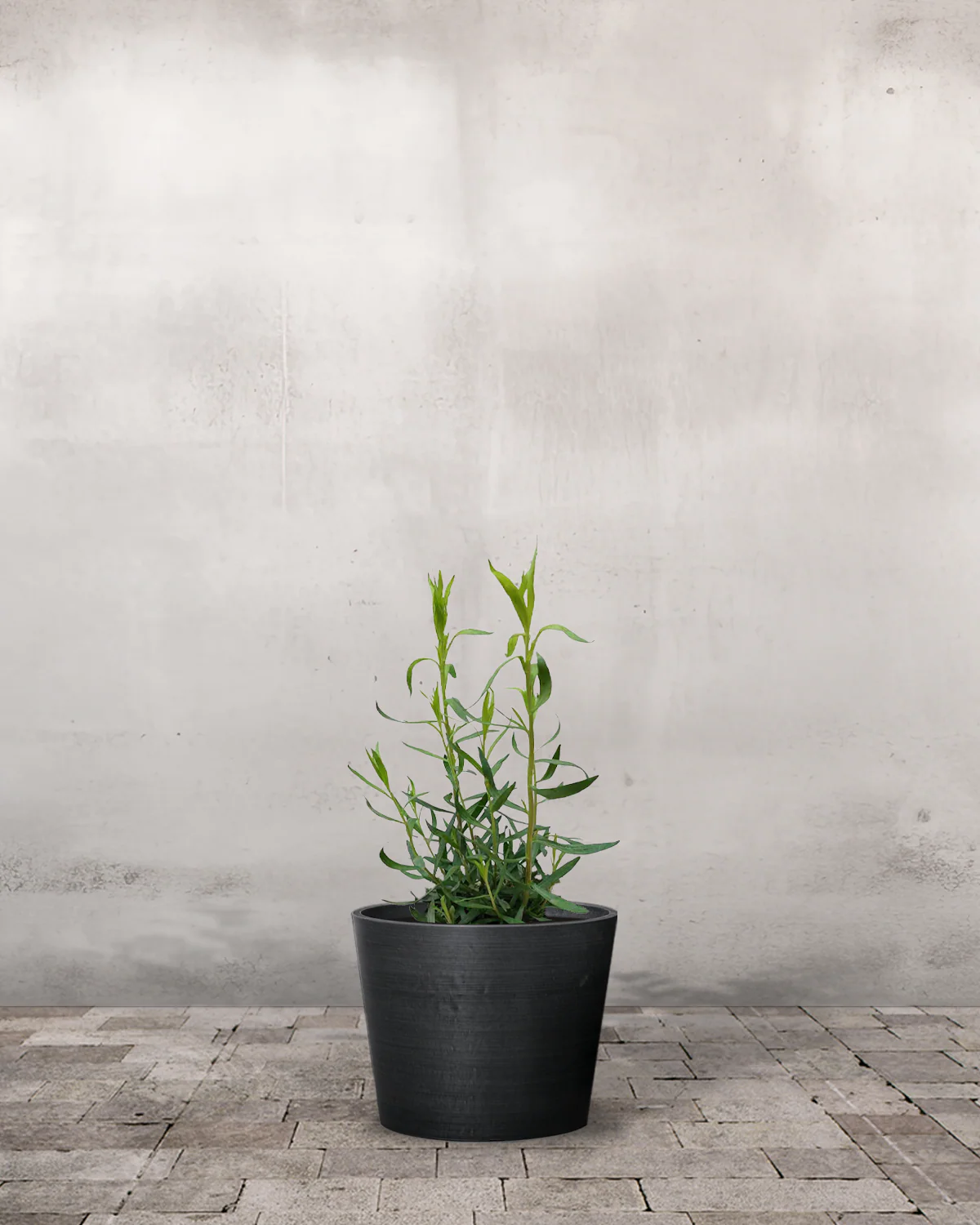 Estragon, Artemisia Dracunculus - Image 3