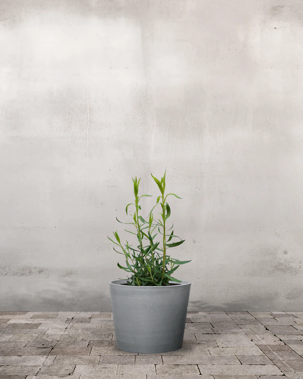 Estragon, Artemisia Dracunculus - Image 4