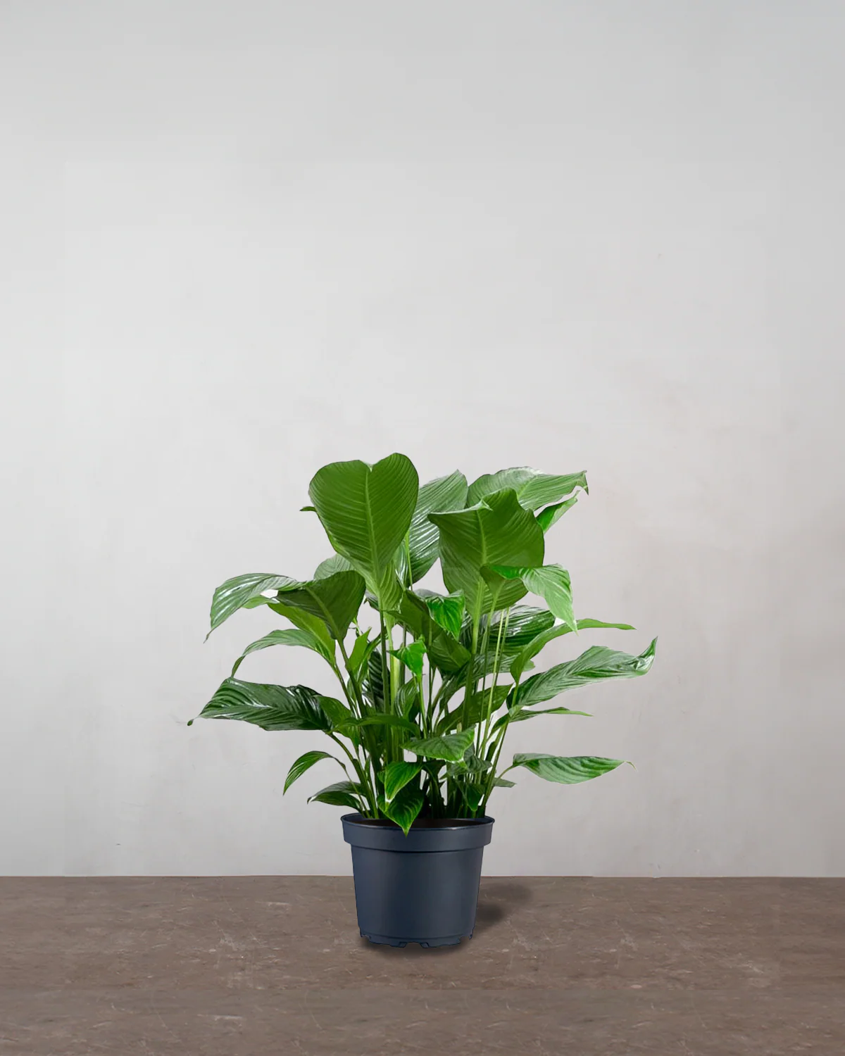 Fredslilje, Spathiphyllum wallisii - 80-100 cm