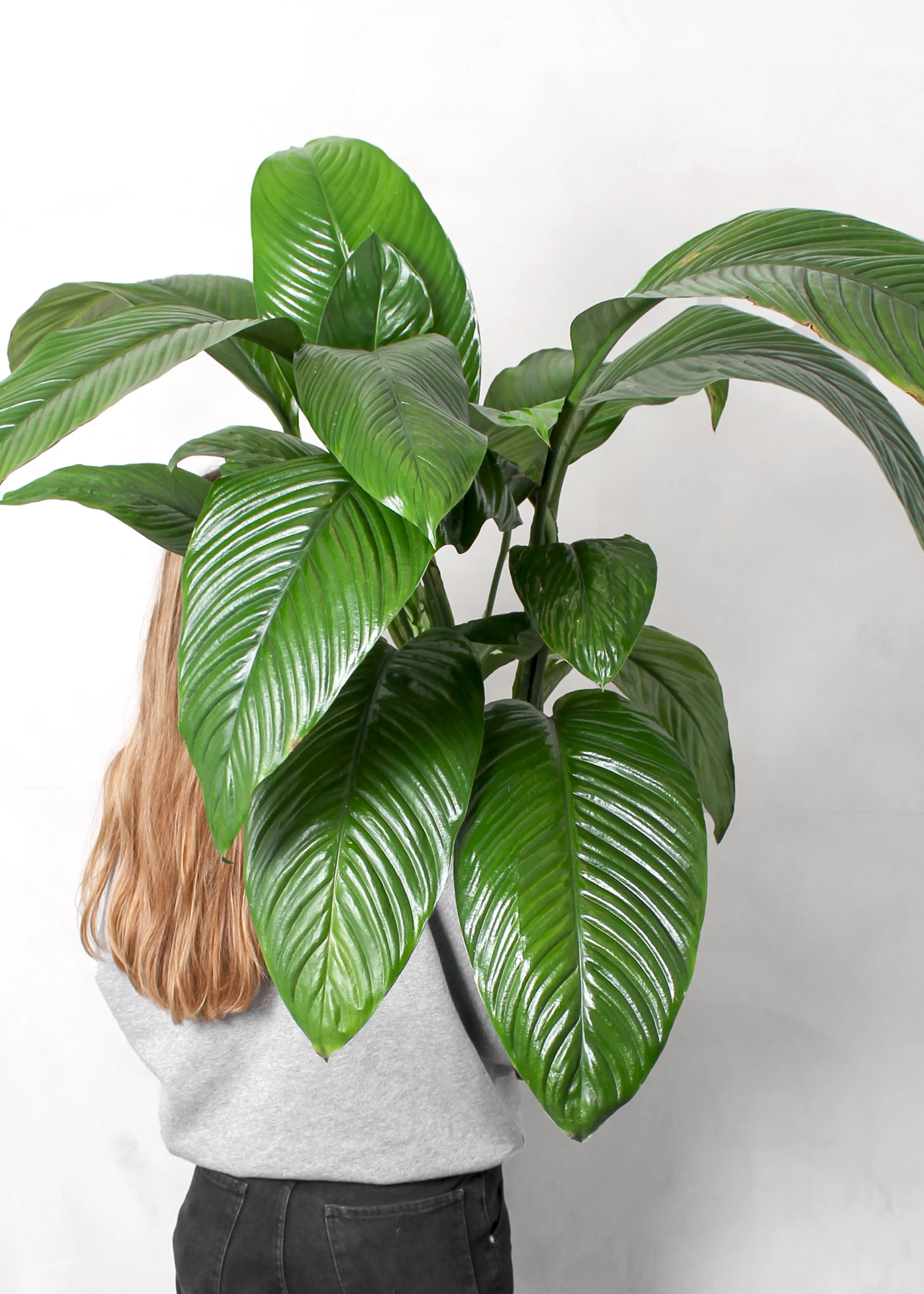 Fredslilje, Spathiphyllum wallisii - 80-100 cm - Image 2