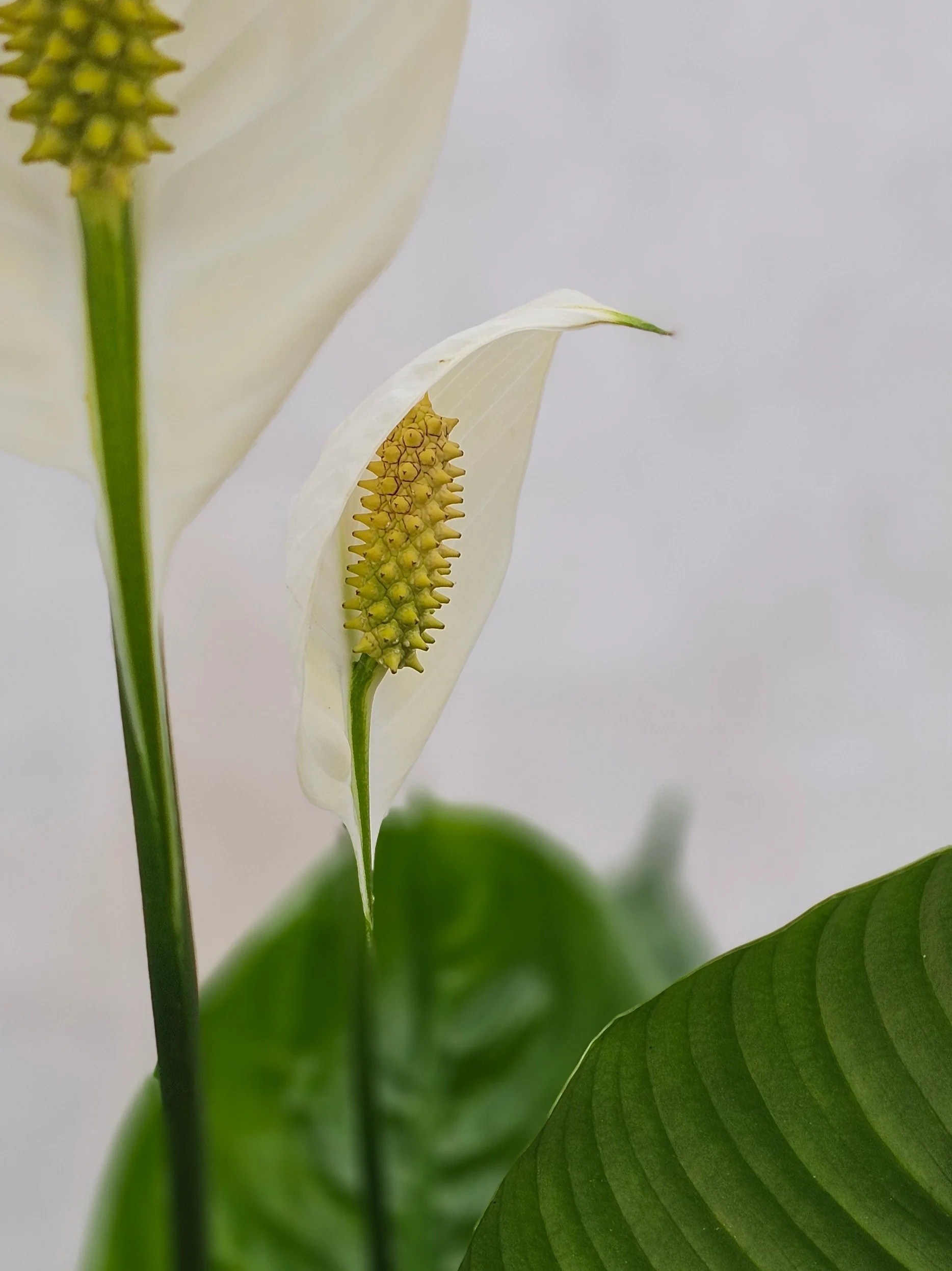Fredslilje, Spathiphyllum wallisii - 80-100 cm - Image 3