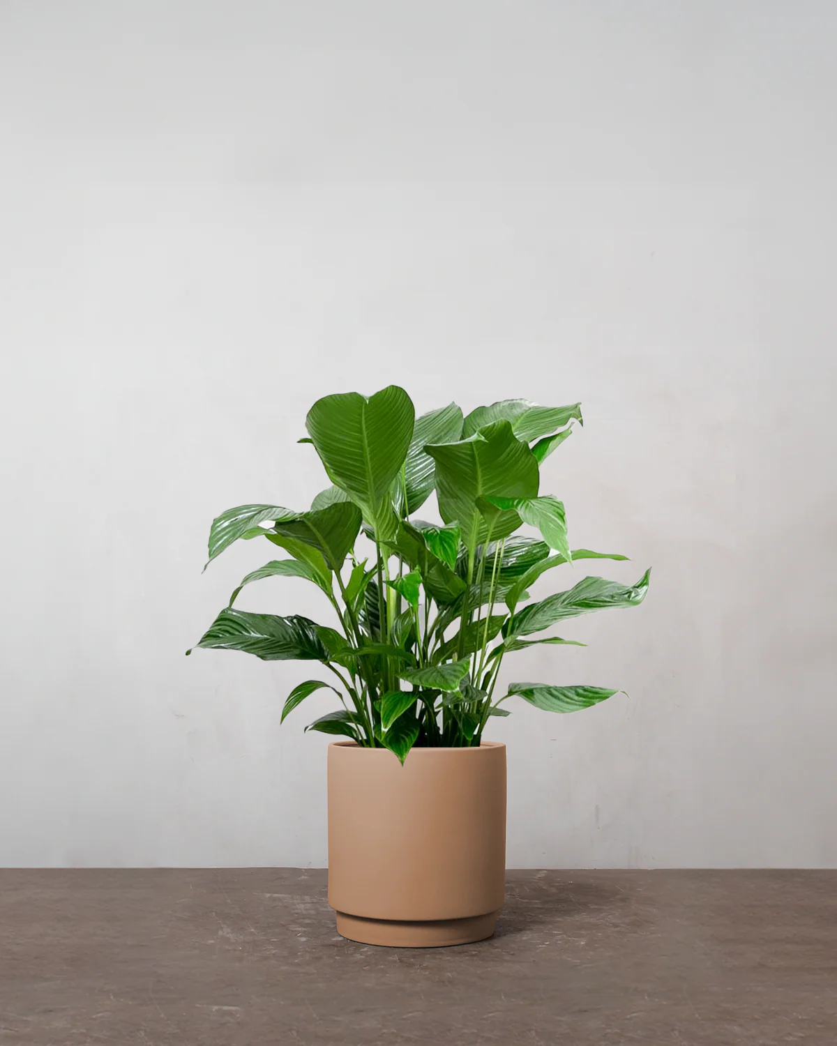 Fredslilje, Spathiphyllum wallisii - 80-100 cm - Image 4