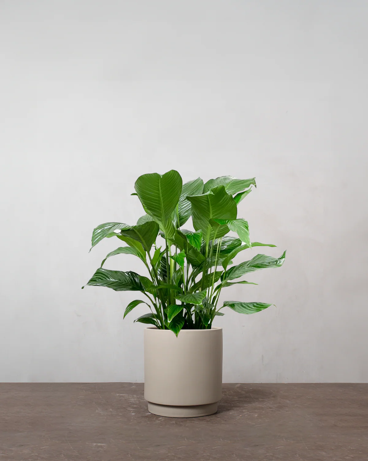 Fredslilje, Spathiphyllum wallisii - 80-100 cm - Image 5