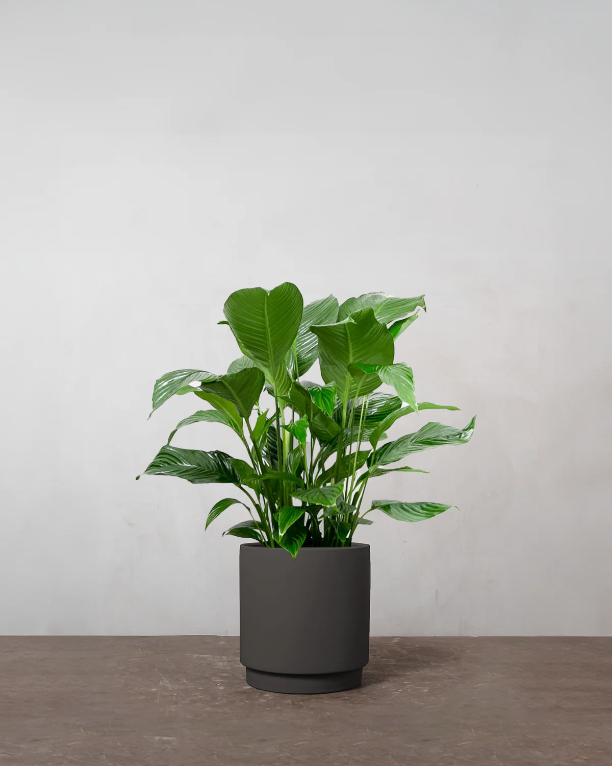 Fredslilje, Spathiphyllum wallisii - 80-100 cm - Image 6