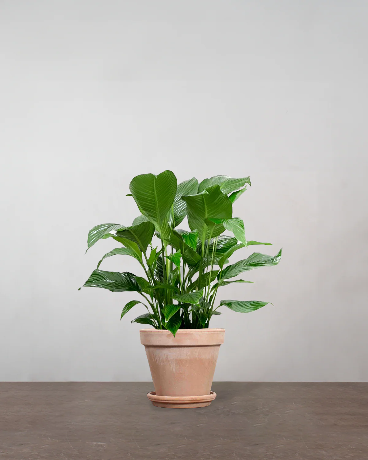 Fredslilje, Spathiphyllum wallisii - 80-100 cm - Image 7