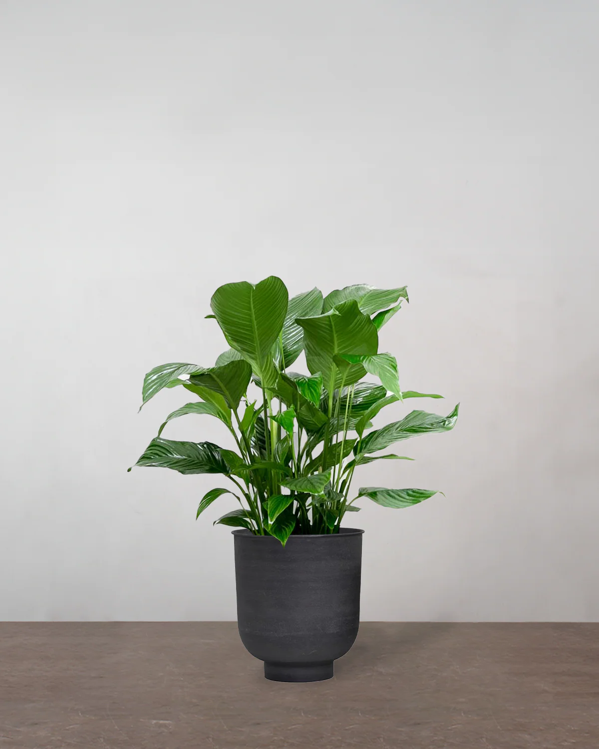 Fredslilje, Spathiphyllum wallisii - 80-100 cm - Image 8