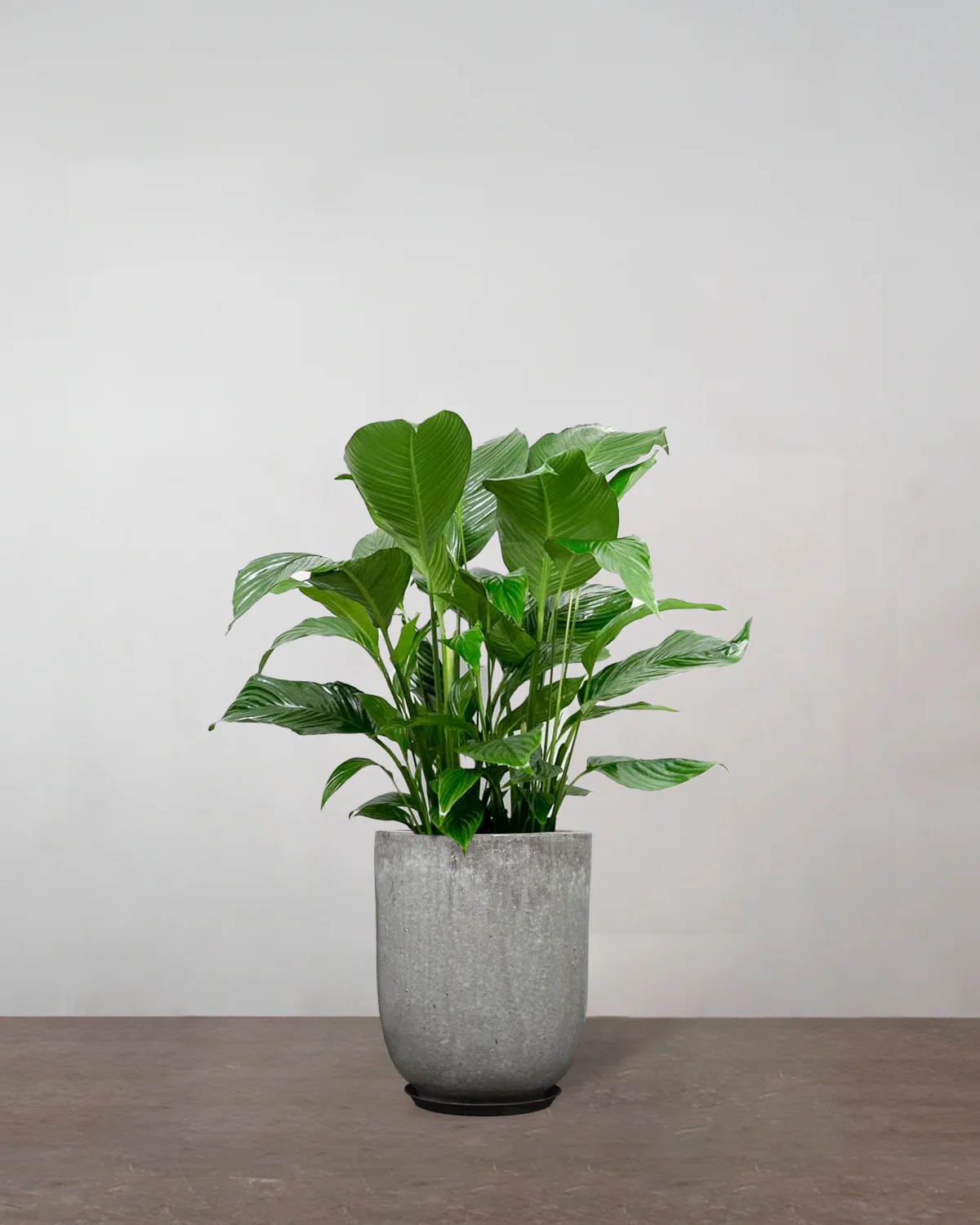 Fredslilje, Spathiphyllum wallisii - 80-100 cm - Image 9
