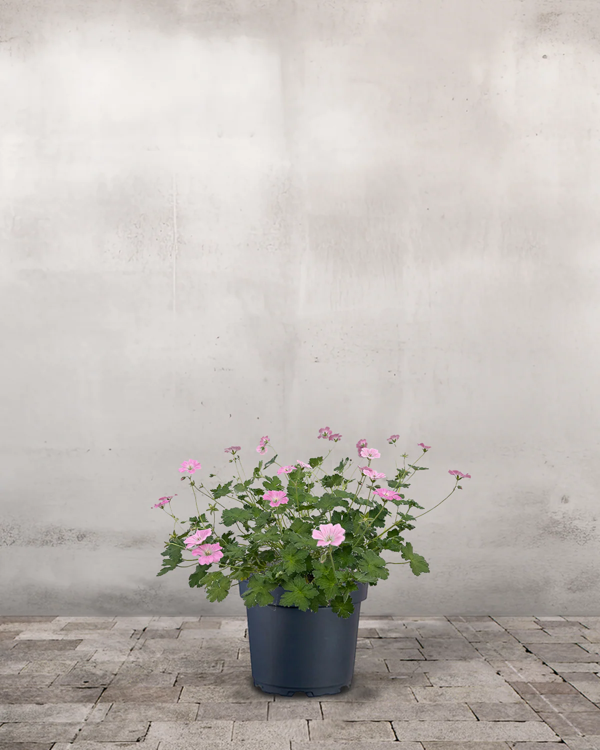 Storkenæb, Geranium Oxonainum 'Rose Clair' - 12 cm potte