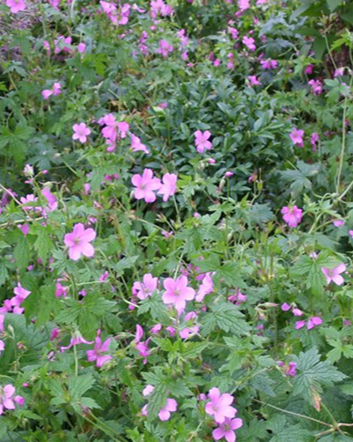 Storkenæb, Geranium Oxonainum 'Rose Clair' - 12 cm potte - Image 2