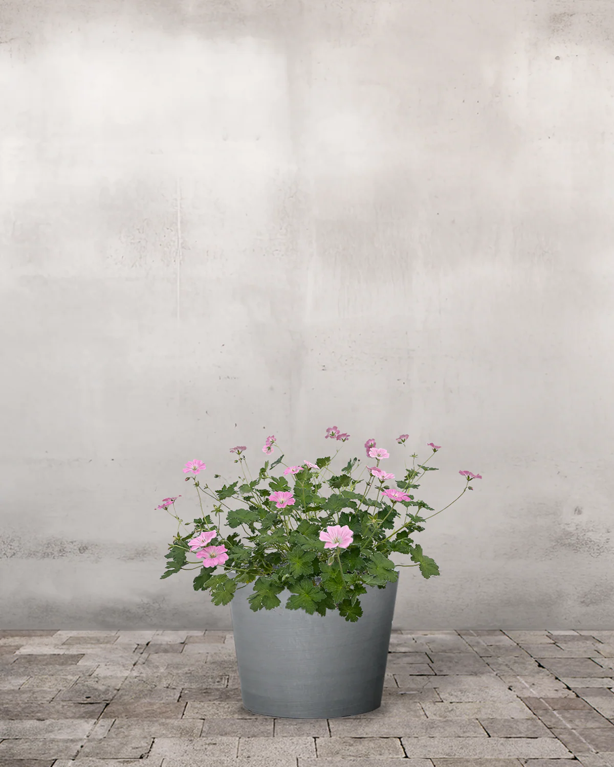 Storkenæb, Geranium Oxonainum 'Rose Clair' - 12 cm potte - Image 3