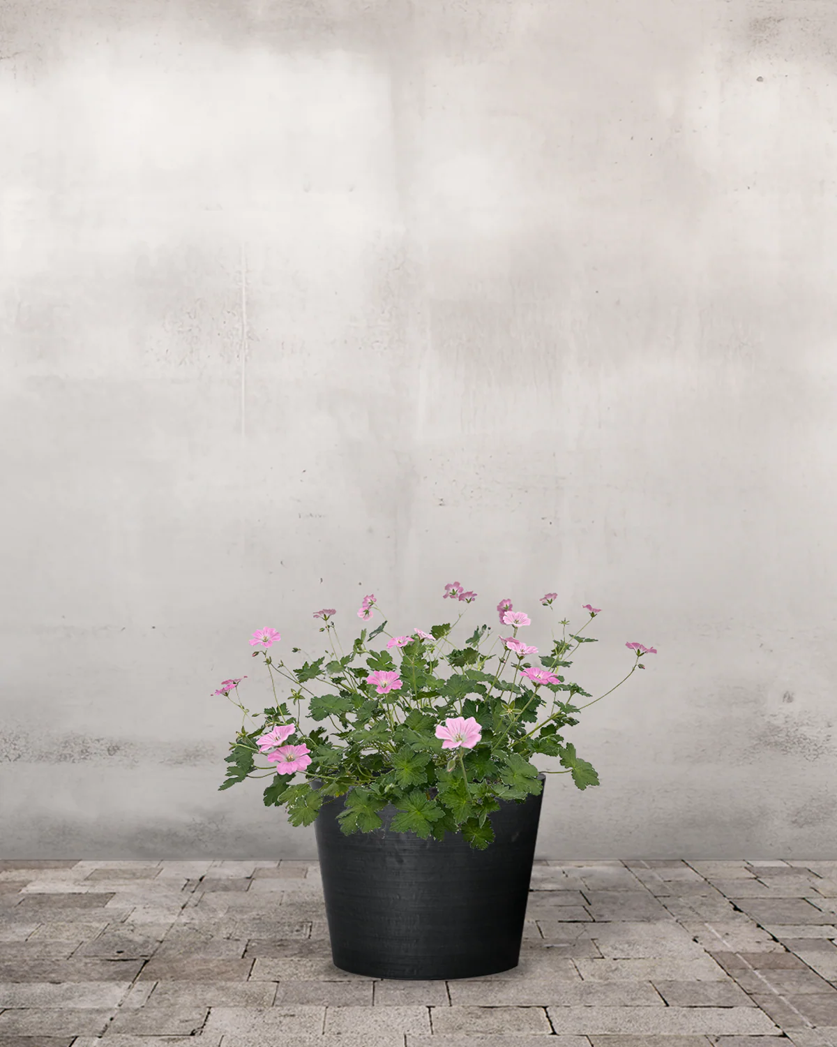 Storkenæb, Geranium Oxonainum 'Rose Clair' - 12 cm potte - Image 4